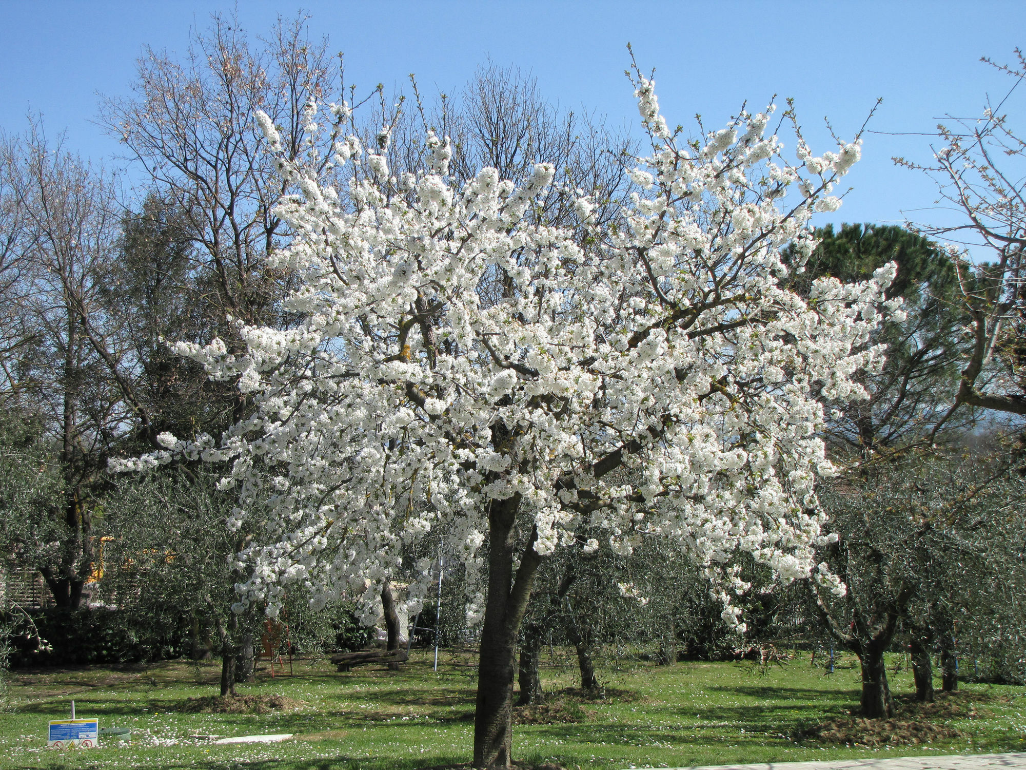 Poggio Delle Rose Tuscany Relais Chianciano Terme Dış mekan fotoğraf
